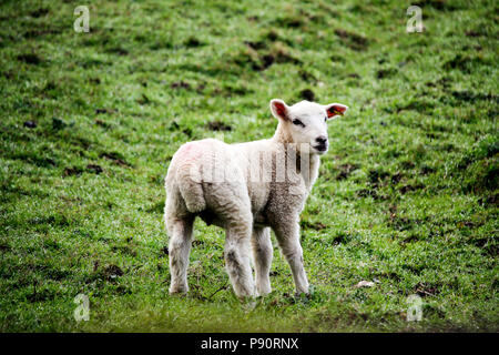 Baby lamb Stock Photo