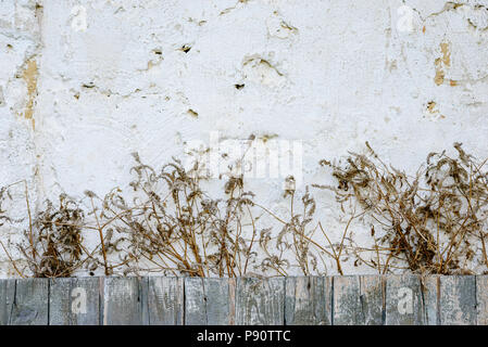 The roots of the grapes on the wall of the house, the bush grows on the wall, Dry branches on an old stone wall, excellent background or texture. Stock Photo