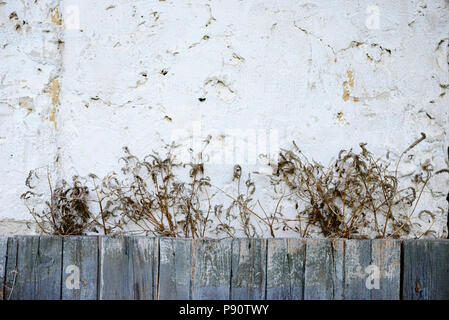 The roots of the grapes on the wall of the house, the bush grows on the wall, Dry branches on an old stone wall, excellent background or texture. Stock Photo