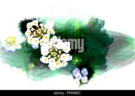 Abstract flower blooming on colorful watercolor painting background and Digital illustration brush to art. Stock Photo