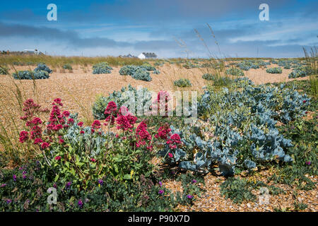 Coastal plants at Shingle Street on the Suffolk coast at the mouth of Orford Ness. Stock Photo