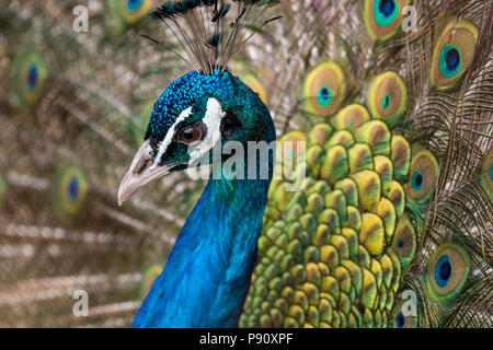 Beautiful male peacock, portrait with his colorful yellow, green and blue feathers out, close-up Stock Photo