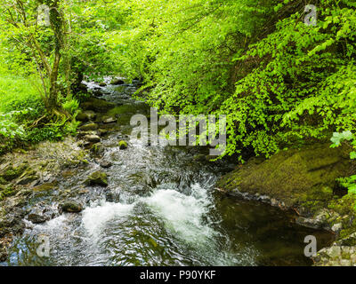 The East Okement River flows north from Dartmoor down through woods and into the town of Okehampton, where it merges with the West Okement River. Stock Photo