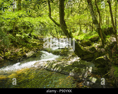 The East Okement River flows north from Dartmoor down through woods and into the town of Okehampton, where it merges with the West Okement River. Stock Photo