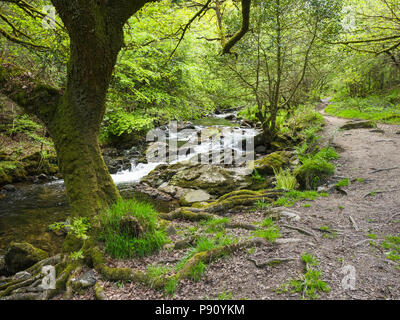 The East Okement River flows north from Dartmoor down through woods and into the town of Okehampton, where it merges with the West Okement River. Stock Photo