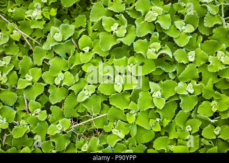Nepata racemosa Lamiaceae Walker's low dwarf cat mint green plant Stock Photo