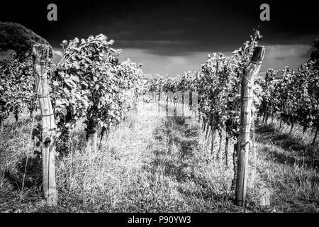 Storm is approaching the vineyards in the fields of Collio, Italy Stock Photo