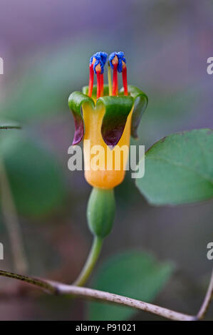 Close up of the colourful Fuchsia procumbens Stock Photo