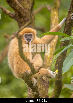Lar gibbon (Hylobates lar), also known as the white-handed gibbon resting on branch in rainforest jungle Stock Photo