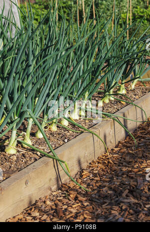 Onions in a raised garden bed Stock Photo