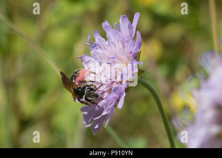 Large scabious mining bee (Andrena hattorfiana) with pink pollen baskets, on field scabious wildflower at Dry Sandford Pit, UK Stock Photo
