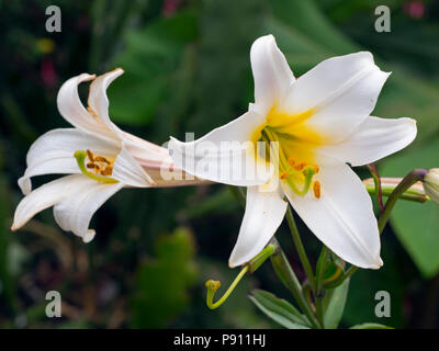 Regal lily Lilium regale Stock Photo