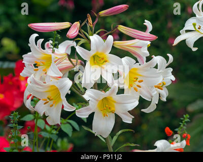 Regal lily Lilium regale