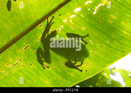 A large tree frog in the jungle of Suriname near Bakhuis seen here through a palm leaf. Research would indicate that this is Phyllomedusa bicolor, als Stock Photo