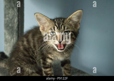 A tabby kitten meowing at the camera. Stock Photo