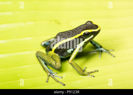 A three striped poison frog, or poison dart frog, Ameerega trivittata, photographed in the jungle of Suriname near Bakhuis. Suriname is noted for its  Stock Photo