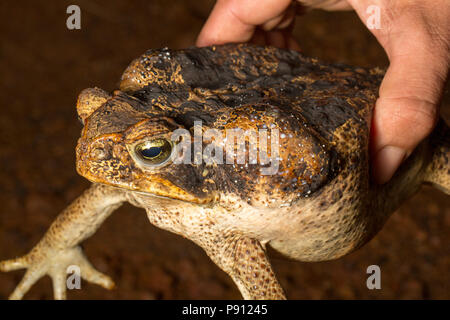 A cane toad, Rhinella marina, in the jungle of suriname South America near Bakhuis. The toad can produce toxic chemicals known as bufotoxin from the p Stock Photo