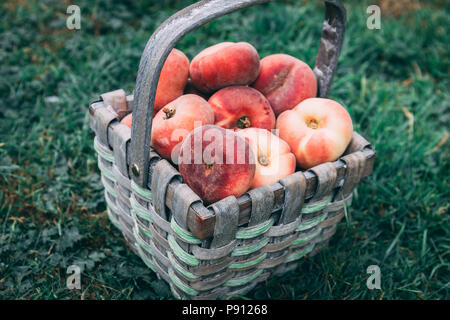 Straw basket full of donut peaches laying on the grass Stock Photo