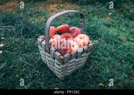 Straw basket full of donut peaches laying on the grass Stock Photo