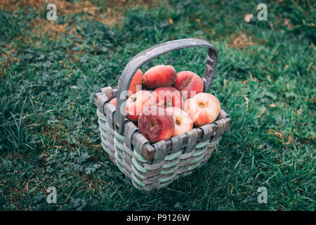 Straw basket full of donut peaches laying on the grass Stock Photo