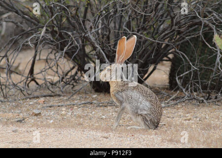 Antelope Jackrabbit April 18th, 2014 Saguaro National Park (East) - Near Tucson, Arizona Stock Photo