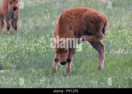 American Bison calf May 24th, 2008 Custer State park Stock Photo