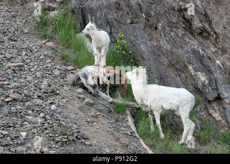 Dall Sheep, mother and young June 25th, 2006 South of Anchorage, Alaska Stock Photo