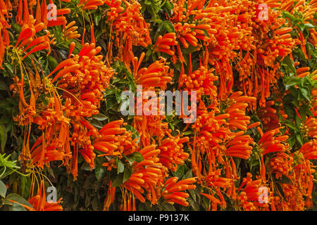 A wall of bright orange flowers 3 Stock Photo