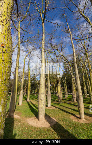 Beautiful yellow trunks with conical thorns of the tropical tree Ceiba growing in a public park in Valencia, Spain Stock Photo