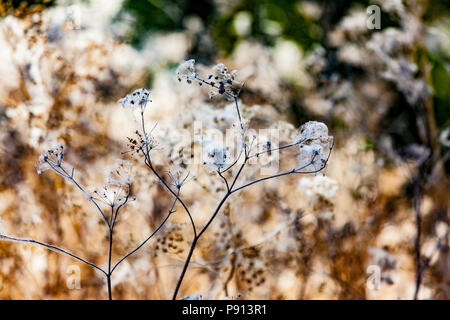 Spider webs entangle the dried seed heads of grasses at the Merced National Wildlife refuge in the California Central Valley USA Stock Photo