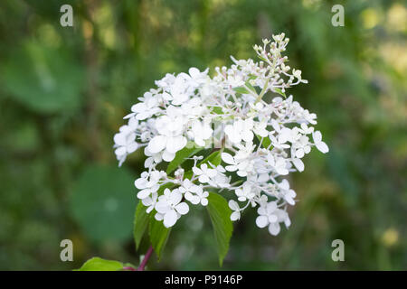 Hydrangea paniculata Vanilla Fraise' flowers. Stock Photo