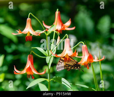 An Eastern Tiger Swallowtail butterfly feeding inside an orange Canada Lily in the Adirondack NY USA wilderness Stock Photo