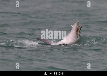 bottlenosed dolphin swimming on back with fish in mouth shoal water marine park western australia Stock Photo
