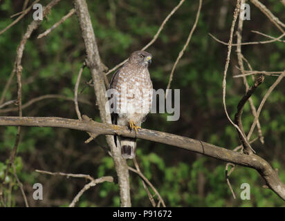 Broad-winged Hawk May 4th, 2015 Big Sioux Recreation Area near Brandon, SD Stock Photo