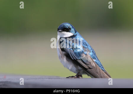 Tree Swallow June 24th, 2006 Potter's Marsh south of Anchorage, AK Stock Photo