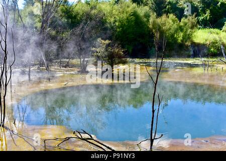 Geothermal park in central Rotorua Stock Photo