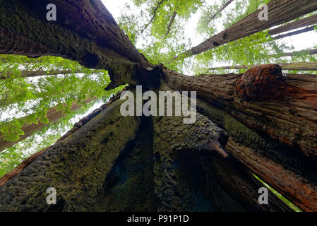 Looking up into a split Coastal Redwood tree trunk in Northern California Stock Photo