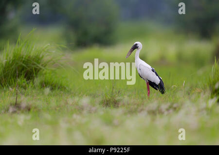 Asian openbill or Asian openbill stork or Anastomus oscitans in Kolkata outskirts, West Bengal, India Stock Photo