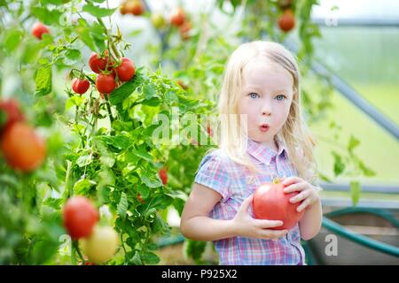 Adorable little girl picking fresh ripe organic tomatoes in a greenhouse on warm summer evening Stock Photo