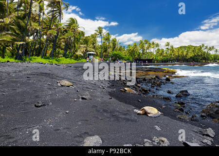 Hawaiian green turtles relaxing at Punaluu Black Sand Beach on the Big Island of Hawaii, USA Stock Photo