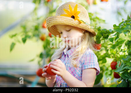 Adorable little girl wearing hat picking fresh ripe organic tomatoes in a greenhouse on warm summer evening Stock Photo