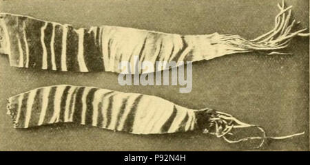 .   456 Pieces from Okapi leather, obtained by Sir Harry Johnston (crop) Stock Photo