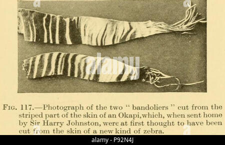 .   456 Pieces from Okapi leather, obtained by Sir Harry Johnston Stock Photo