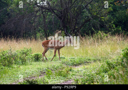 Impala antelope animal walking in grasslands and bush of Lake Mburo National Park, Uganda, East Africa Stock Photo