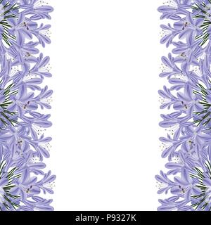 Blue Purple Agapanthus Border - Lily of the Nile, African Lily. Vector Illustration. isolated on White Background. Stock Vector