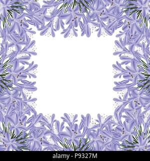 Blue Purple Agapanthus Border - Lily of the Nile, African Lily. Vector Illustration. isolated on White Background. Stock Vector