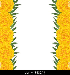 Marigold Flower - Tagetes Border isolated on White Background. Vector Illustration. Stock Vector