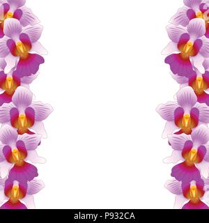 Vanda Miss Joaquim Orchid Border isolated on White Background. Vector Illustration.  Singapore National Flower. Stock Vector