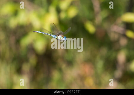 Aeshna affinis, the southern migrant hawker or blue-eyed hawker in flight Stock Photo