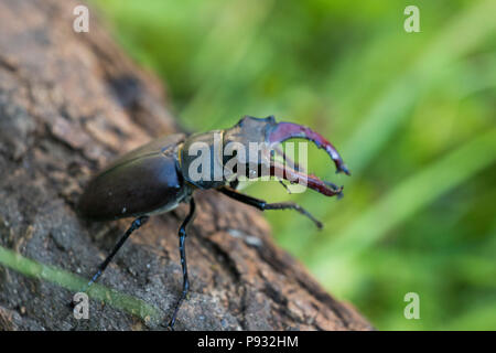 Lucanus cervus is the best-known species of stag beetle Stock Photo